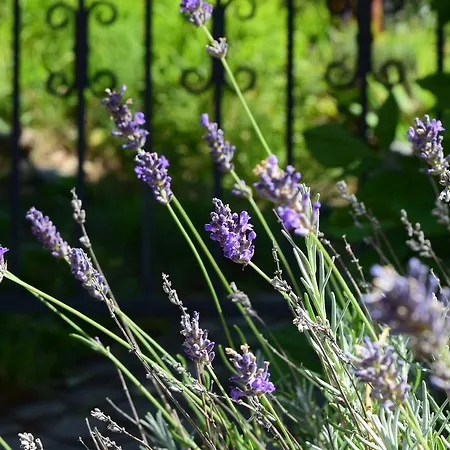 Levanta Bed & Breakfast Péry