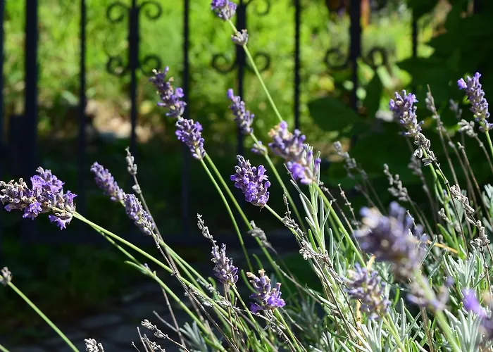 Levanta Отель типа 